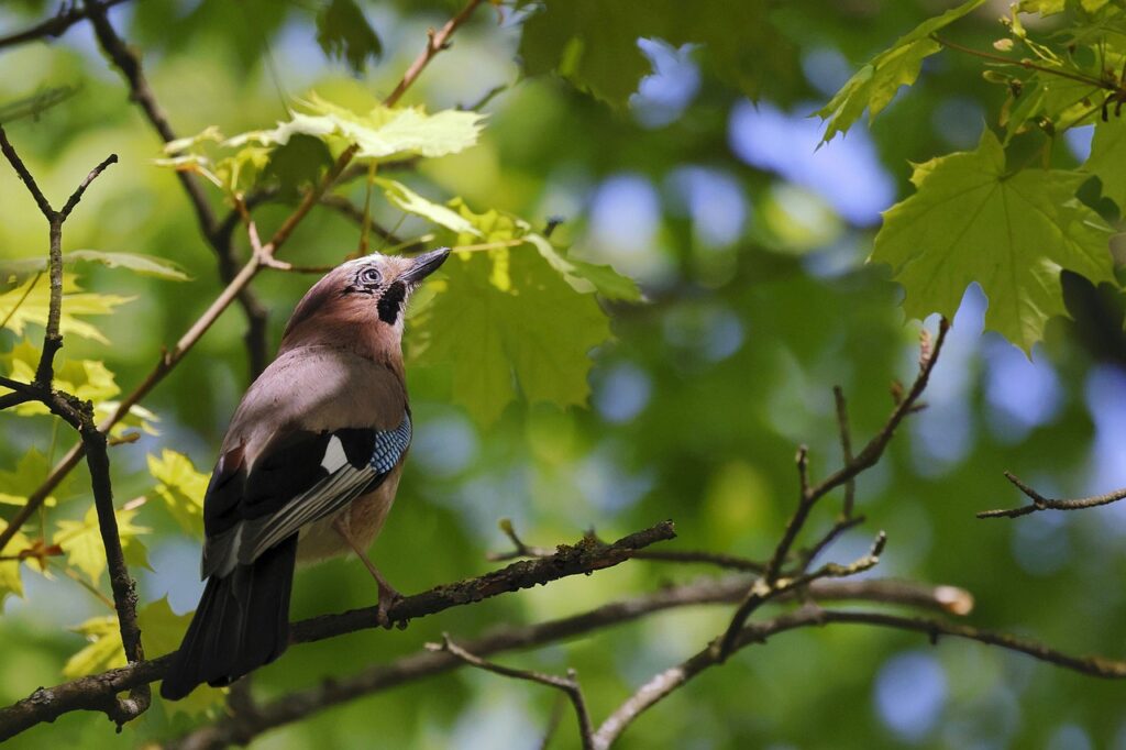 eurasian jay, jay, bird-7575155.jpg