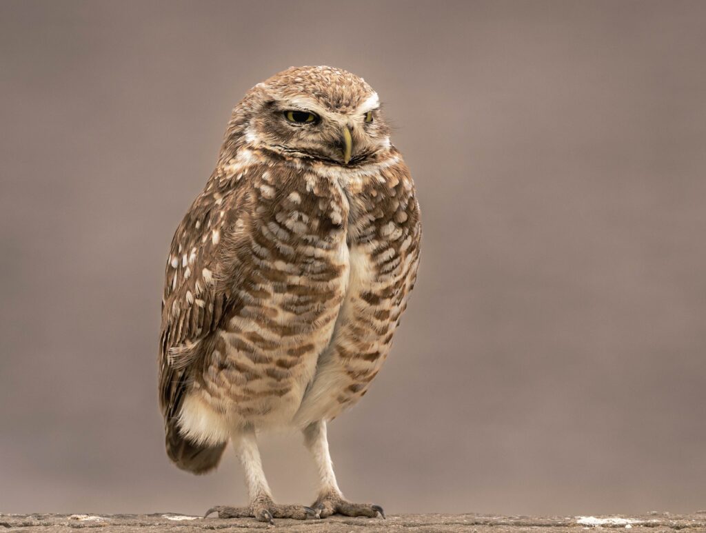 owl, barn owl, bird-7549907.jpg